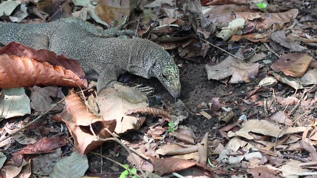 A monitor lizard digs through soil and fallen leaves in a botanical garden in Singapore, searching for food, capturing urban wildlife behavior in a natural tropical environment.