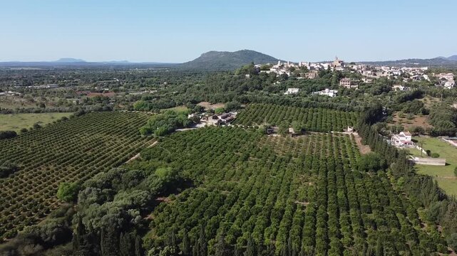 Aerial drone shot of a traditional Mallorca Mediterranean village of Buger on a hill, surrounded by organized orange groves and lush green landscape.