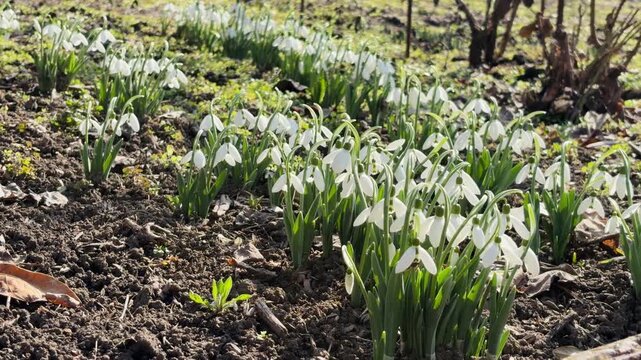 Naturally growing snowdrops form vibrant scenic carpet scene