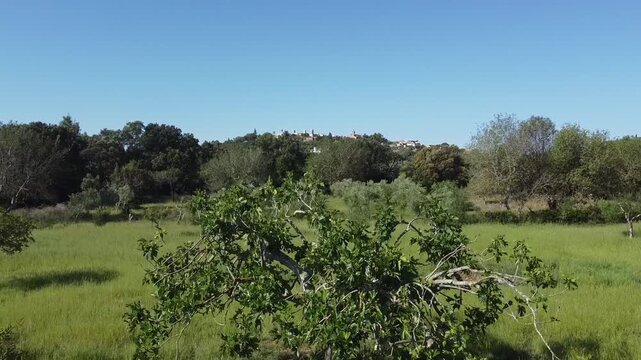 Aerial drone shot of a traditional Mallorca Mediterranean village of Buger on a hill, surrounded by organized orange groves and lush green landscape.