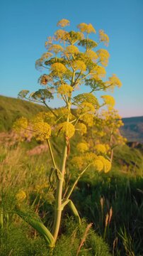 Ferula communis, a wild plant known as fennel in calabria countryside