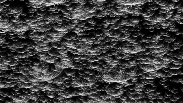 Floating Dandelion Seeds on Black Background &ndash; Dreamy Slow Motion. Delicate Dandelion Seeds Drifting in Dark Space