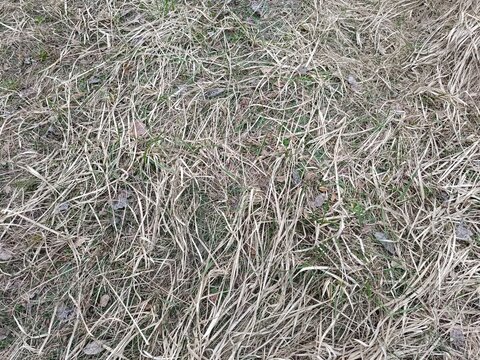 Top down view of withered brown grass and dry leaves. Rough texture of dormant ground vegetation