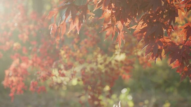 Autumn fall leaves of maple trees. Autumn fall leaves in sunlight. Natural autumn movement. Autumnal movement. Foliage, falling leaves movement. Autumn leaf. Autumnal mood.