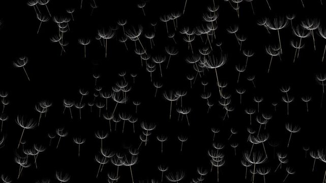 Dandelion withe motion video background