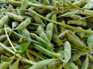 Fototapeta premium pile of fresh edamame soybean pods with fuzzy texture
