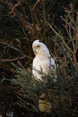Little Corella cockatoo perched on a branch in native tree in Australian  © Tove Liv