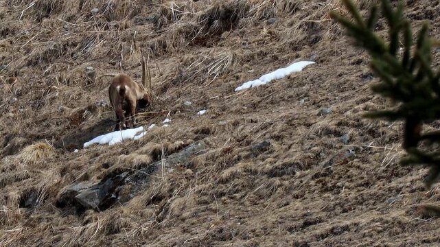 a wild Capricorn in the european alps 4k video