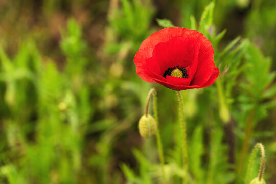 Common poppy with bud in spring meadow.