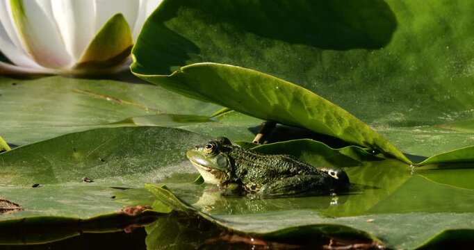 One Marsh frog (Pelophylax ridibundus) on a leaf of water lily, Southern France