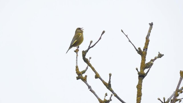 A male greenfinch in breeding plumage perches in the uppermost branches of a tree. The bird sings and the nasal wheeze element of the greenfinch song can be clearly heard.