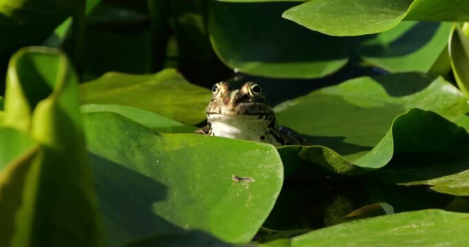 One Marsh frog (Pelophylax ridibundus) on a leaf of water lily, Southern France