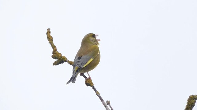 A male greenfinch in breeding plumage perches in the uppermost branches of a tree. The bird sings and the nasal wheeze element of the greenfinch song can be clearly heard.
