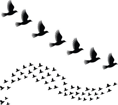 Flying bird flock silhouettes in V formation isolated on white background, black birds migration pattern illustration