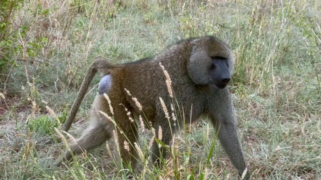 Olive baboons (Papio anubis) in Tarangire National Park, Tanzania.