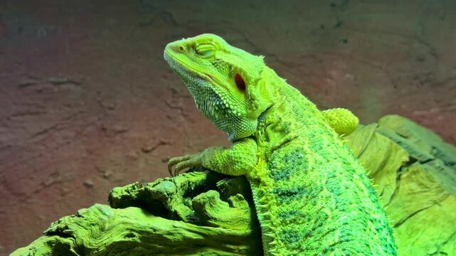 Bearded dragon lizard with eyes closed resting on a piece of driftwood under artificial green light
