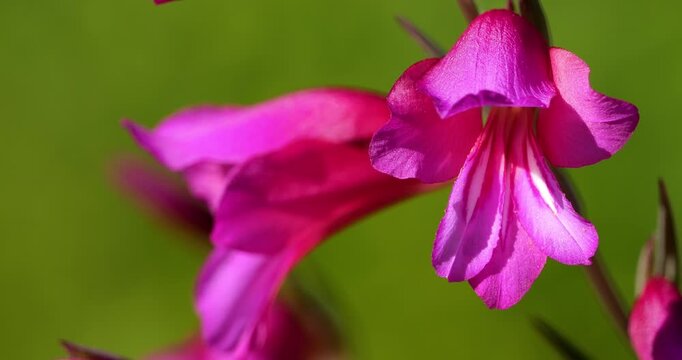 Gladiolus illyricus, the wild gladiolus, is a flowering plant around the Mediterranean region.