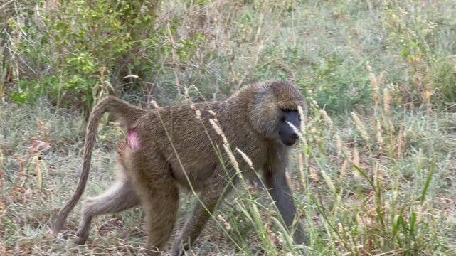 Olive baboons (Papio anubis) in Tarangire National Park. Tanzania.