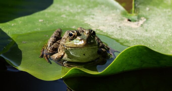 One Marsh frog (Pelophylax ridibundus) on a leaf of water lily, Southern France