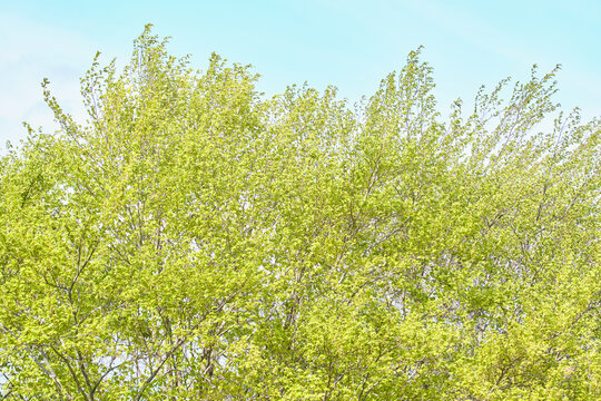 青空と風にそよぐブナの瑞々しい新緑 &nbsp; Fresh green beech leaves swaying in the wind against a blue sky