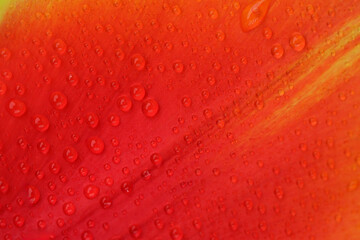 Vibrant red petals adorned with shimmering droplets at dawn © aviavlad
