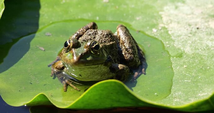 One Marsh frog (Pelophylax ridibundus) on a leaf of water lily, Southern France