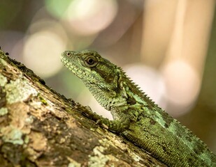 Fototapeta premium Green lizard with textured skin and detailed eye on a branch, soft bokeh background