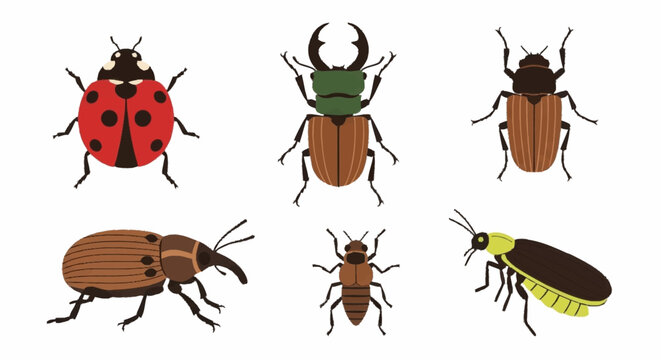 Collection of various beetles insects.