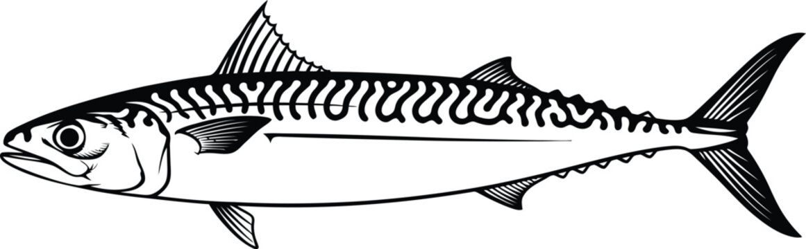 Vintage illustration of a mackerel fish detailed black and white sketch
