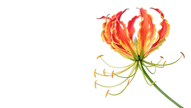 flame lily gloriosa superba isolated on transparent background cut out