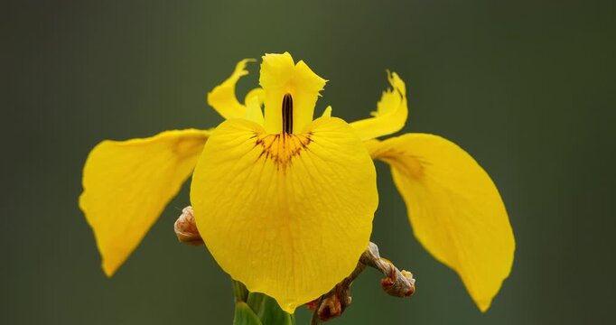 Yellow Iris iris pseudacorus Closeup of yellow flower petals