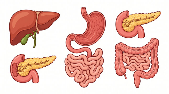 Digestive Organs Isolated Set Stomach Liver Intestine Pancreas
