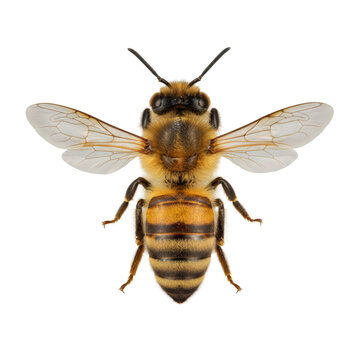 a perfect honeybee specimen isolated on a transparent background, showing golden setae, sharp black and yellow abdominal stripes, and translucent wings with micro-veins, meticulous scientific