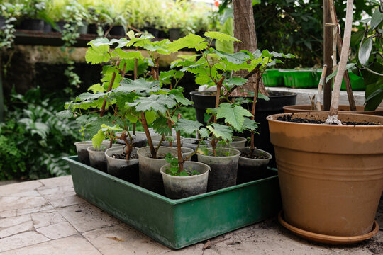 Green plants or grapes growing in pots on a table in a garden or greenhouse setting during daylight hours