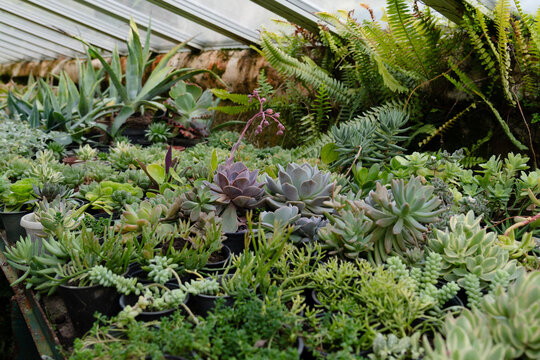 Succulents and ferns grow together in a greenhouse during a sunny afternoon in spring