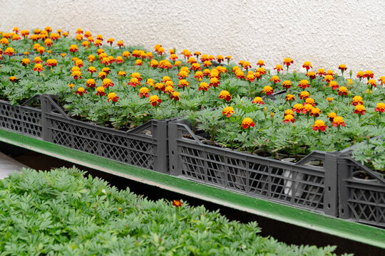 Colorful marigold flowers grow in pots on a sunny day in the garden