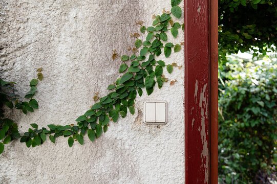 Vines grow or climbing plant on a textured wall next to a switch in an greenhouse