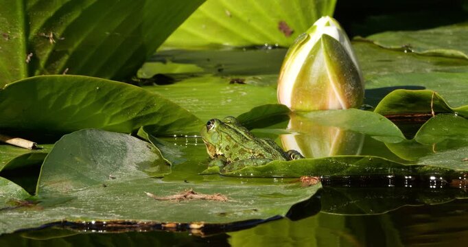One Marsh frog (Pelophylax ridibundus) on a leaf of water lily, Southern France