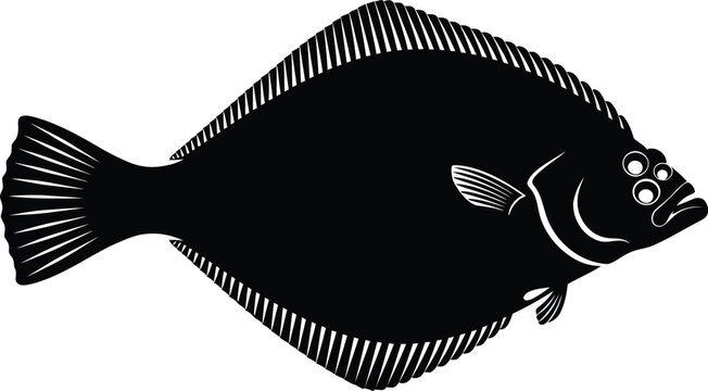 Vintage black and white illustration of a flatfish