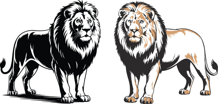 majestic lion vector illustration, black and colored versions, detailed wildlife artwork, isolated on white background, powerful animal design concept