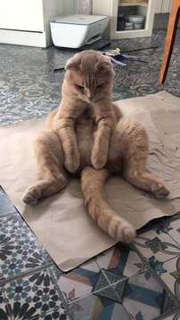 A lazy red Scottish Fold cat sits on a floor mat, playing with its tail. The cat appears chubby and relaxed, embodying a sense of apathy and boredom.