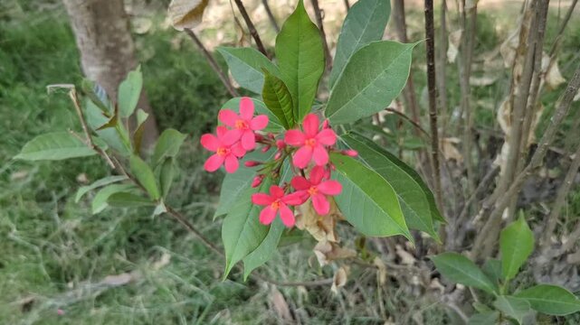 Peregrina spicy jatropha pink flowers