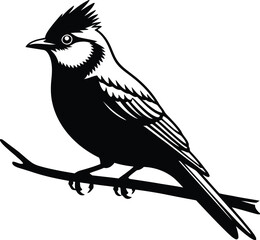 Obraz premium Vintage black and white illustration of a northern cardinal perched on a branch