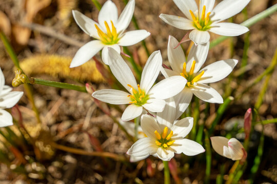 Close-up of an autumn zephyr lily (zephyranthes candida) in garden