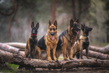 Obraz premium german shepherd dog on grass
