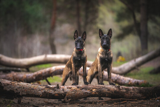 a Belgian Shepherd puppy in the forest