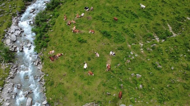 Aerial Drone View: Cows Grazing in Lush Green Alpine Pastures by a Rushing River.