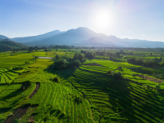 Fototapeta premium Beautiful morning view in Indonesia, panoramic landscape of rice fields with mountain ranges and clear sky