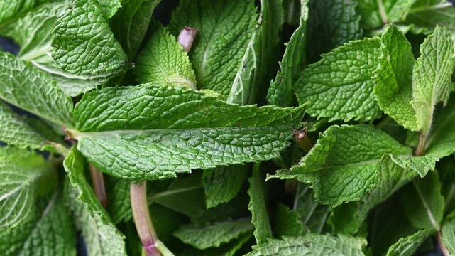 Fresh mint leaves rotating on black background, aromatic herb concept