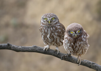 Fototapeta premium Close-up of a Little Owl (Athene noctua) chick perched on a branch against a soft blurred background.